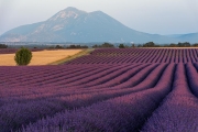 lavender, Valensole
