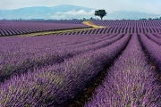 lavender, Valensole