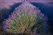 lavender, Valensole