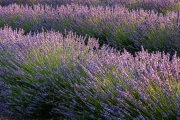 lavender, Valensole