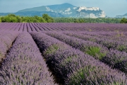 lavender, Valensole