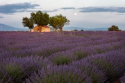lavender, Valensole
