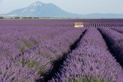 lavender, Valensole