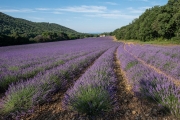 lavender, Valensole