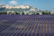 lavender, Valensole
