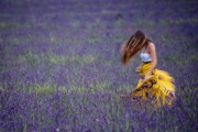 lavender, Valensole