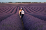 lavender, Valensole