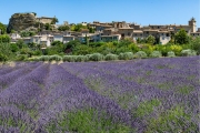 lavender, Saignon