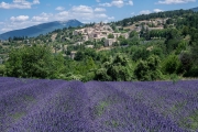 lavender, Aurel