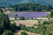 lavender, Aurel