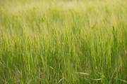 wheat