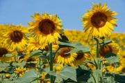 sunflowers