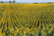 sunflowers