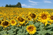 sunflowers