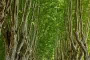 tree lined road
