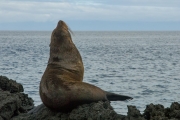 Fur seal