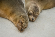 Sea lions