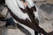 Nazca booby