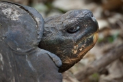 Giant tortoise