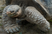 Giant tortoise