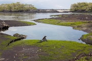 Marine iguana