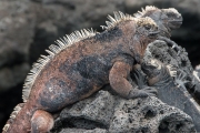 Marine iguanas