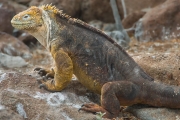 Land iguana