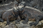 Marine iguana