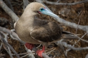 Red-footed booby