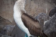 Blue-footed booby