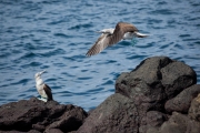 Blue-footed boobies