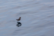 Storm Petrel walking on water