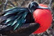 Frigate bird