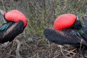 male Frigate birds calling females