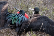 Frigate bird couple