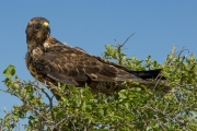 Galapagos hawk