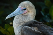 Red-footed booby