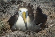 Waved albatross