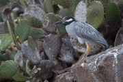 Yellow-crowned night heron