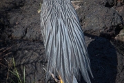 Yellow-crowned night heron