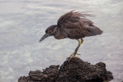 juvenile Lava heron