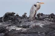 Great Blue heron and marine iguanas