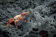 Sally Lightfoot crab