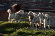 sled dogs, Ilulissat