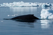 humpback whale in the icebergs, Ilulissat