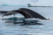 humpback whale in the icebergs, Ilulissat