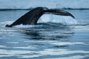 humpback whale in the icebergs, Ilulissat