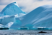 humpback whale in the icebergs, Ilulissat