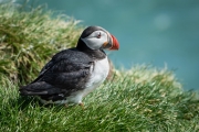 Puffin, Ingólfshöfði