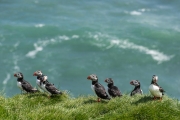 Puffins, Ingólfshöfði